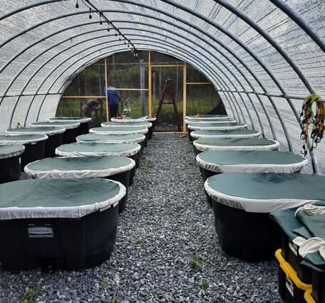 Large round tubs under a domed plastic "roof" called a hoophouse. Used for crayfish research.