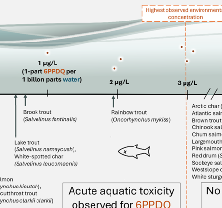 chart on 6PPDQ effects on different types of fish