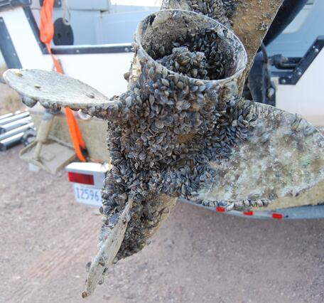 Boat propeller with invasive mussel infestation