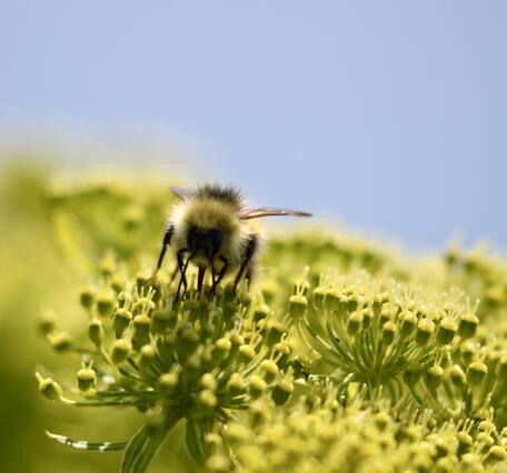 A yellow and black bumble bee feeding on a yellow flower.