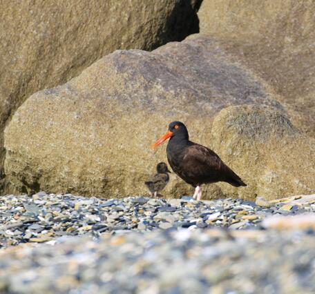 A black bird with a long orange bill standing next to a grey chick.