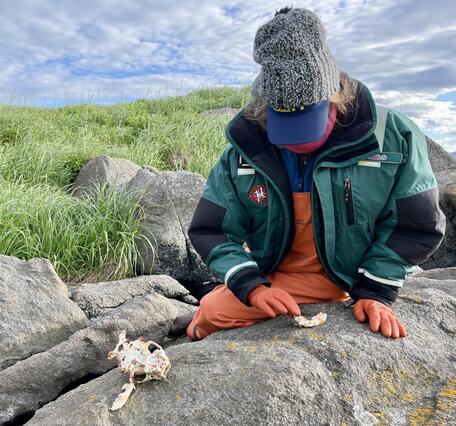 A person sitting on a rock and touching a sea otter jawbone while wearing orange gloves.
