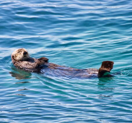 A brown sea otter sleeping on its back in blue/green water.