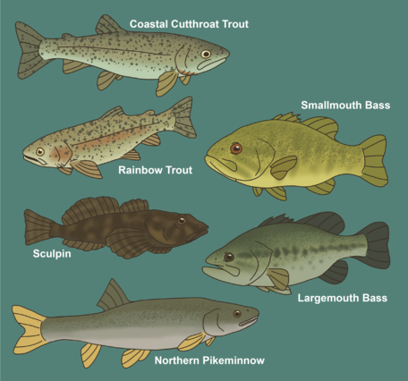 Lake Washington Fish Community