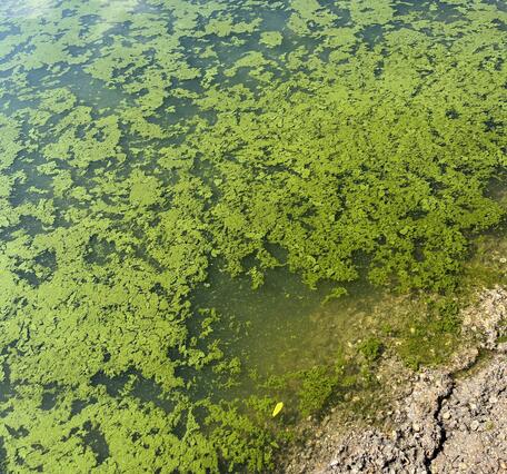 Cyanobacteria algae near the shore of Lake Lowell, Idaho