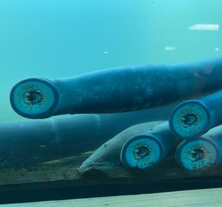 lamprey mouths attached to the side of a glass tank in blue-green water