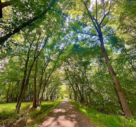 A paved surrounded by mature trees with green leaves. There is spotty sunlight peeking through the canopy cover and a gate at
