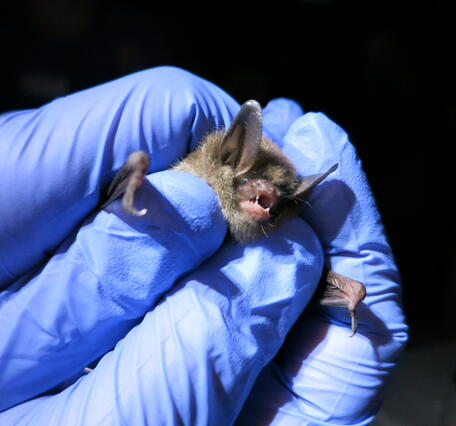 Northern long-eared bat