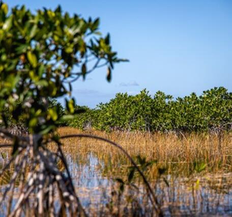 Mangrove in Everglades