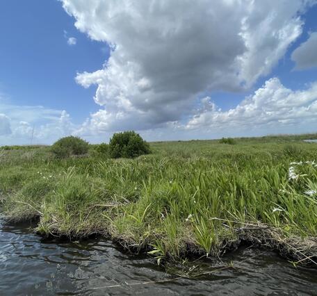 a green marsh meets freshwater in Barataria Estuary. Marsh spider lilies can be seen blooming near the rippling waters edge. The sky is blue with scattered clouds. 