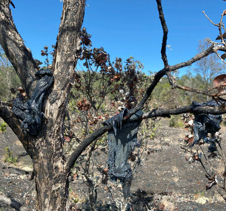 Color photograph of lava draped on tree