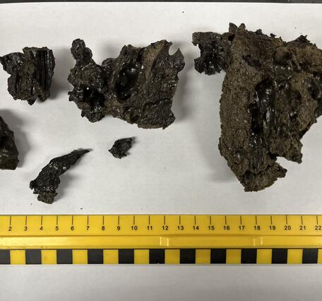 Color photograph of lava spatter samples next to measuring ruler