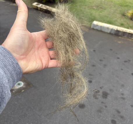 Color photograph of strands of volcanic glass in a hand