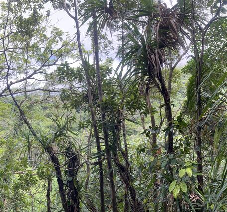 Color photograph of vegetated crater