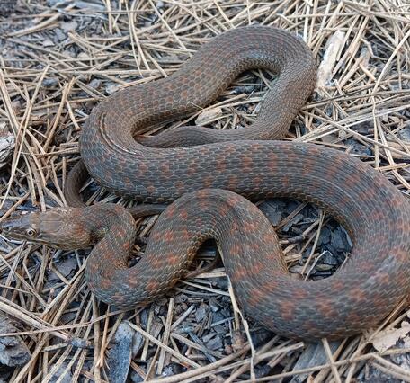 A federally threatened narrow-headed gartersnake from central Arizona captured and marked by the Arizona Cooperative Fish and Wildlife Research Unit as part of an ongoing monitoring project for this species.