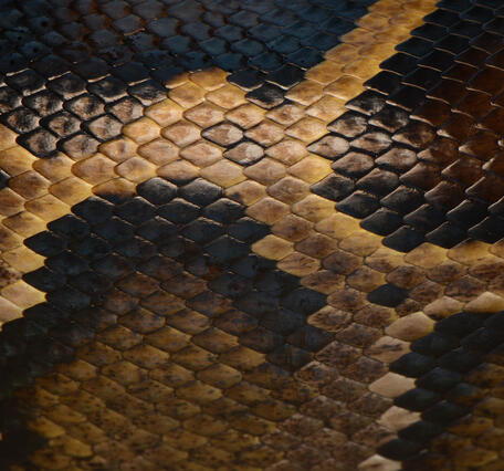 close-up of brown and tan snake scales