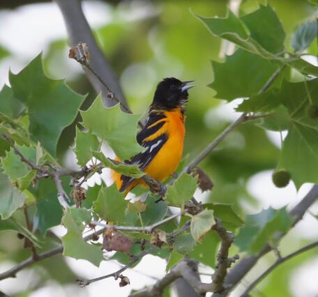 A bird with an orange body and black head sits in a leafy green tree and sings. 
