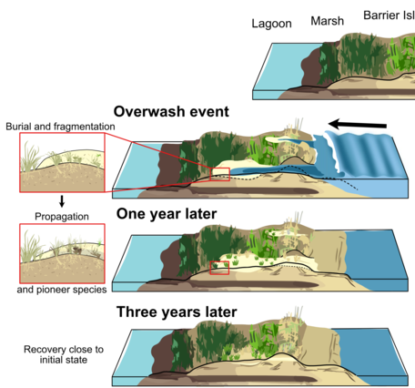 infographic showing outwash event on barrier island