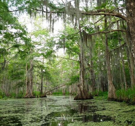 Oxbow lake in Mississippi