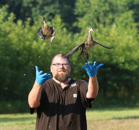 U.S. Department of Agriculture scientist releases a wood duck (Aix sponsa) after collecting a sample for avian influenza