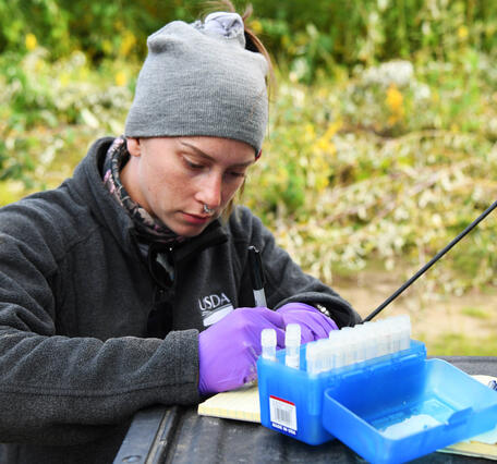 Biologist organizes samples in the field.