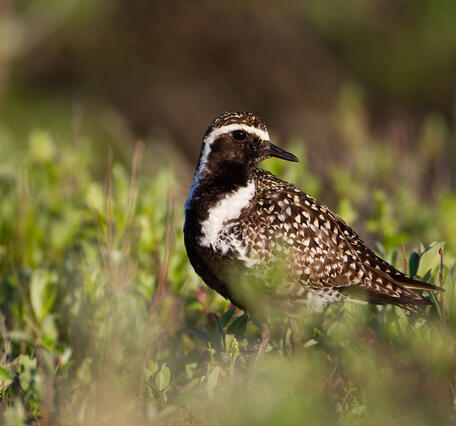 Image of Pacific Golden-Plover