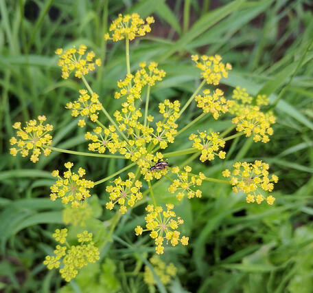 A small group of yellow flowers.