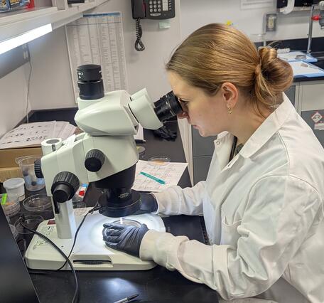 Analyzing macroscopic charcoal under a binocular microscope