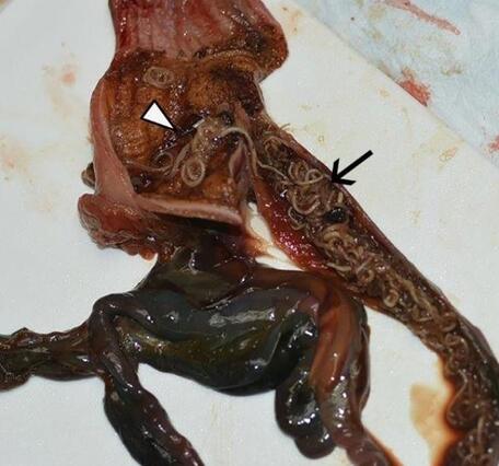 photograph by Anna Pink Snowy owl