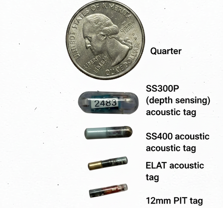 Types of tags with size comparison to quarter coin