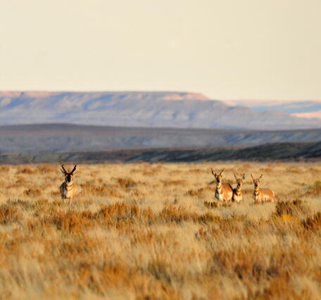 five pronghorn stand in a brown, sagebrush landscapes, hills in the bakcground