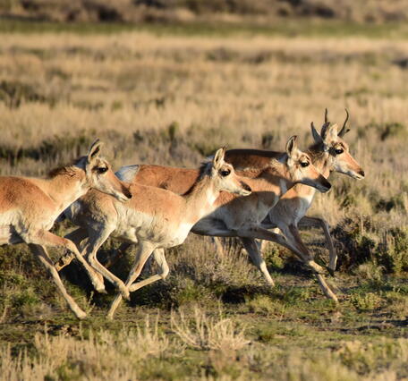 a group of six pronghorn running through grasses