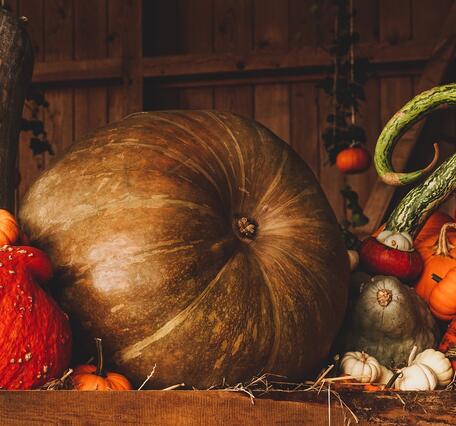 Pumpkin, Harvest, Autumn image. 
