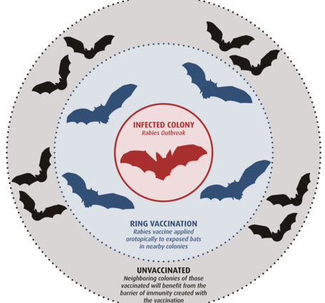 Three nested circles representing infected, vaccinated, and protected bat colonies. 