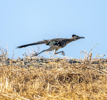 a roadrunner quickly runs along dried grasses, blue sky in background