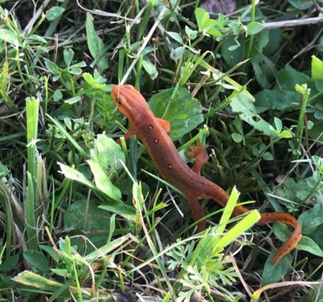 Red-spotted newt crawling in the grass
