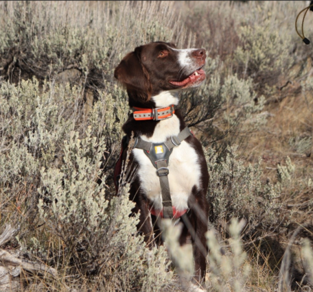 A white and brown dog standing in grass.