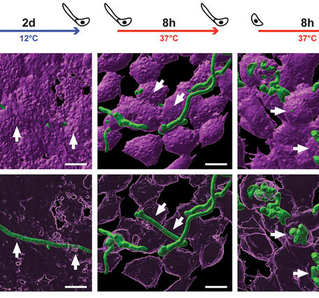 "Microscopy images of the white-nose syndrome fungus (green) invading lab-grown bat skin cells (purple), comparing two skin cell types over time. At cool temperature (12°C), the fungus grows as thin filaments. After 8 hours at warm temperature (37°C), filaments thicken and branch, then form dense spore clusters. Both skin cell types show similar fungal invasion."