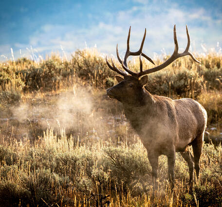 horned elk exhales fog, surrounded by sagebrush shrubs