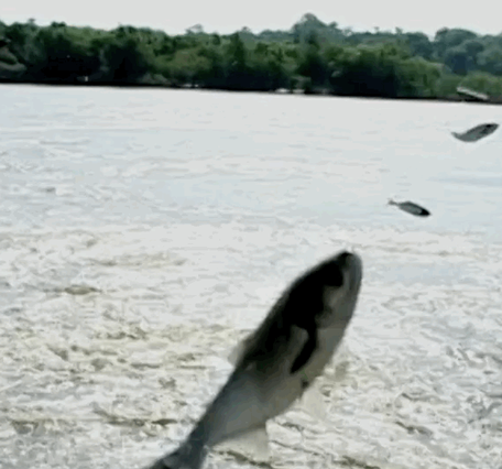 fish jumping out of the water