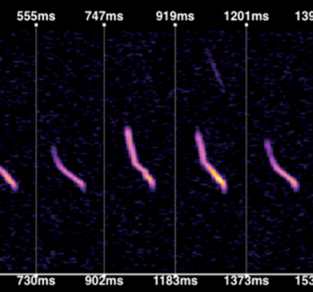 Purple lines on a graph of milliseconds versus hertz with title "NABat Spectrogram Viewer" and scale and color at the top
