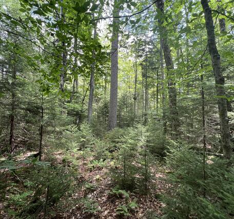 Red spruce forests, once widespread across the central and southern Appalachians, now persist only in scattered fragments on 