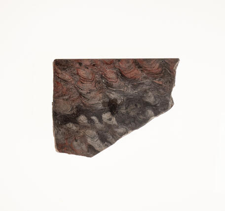 USGS mineral specimen of stromatolites showing preserved algal structures.