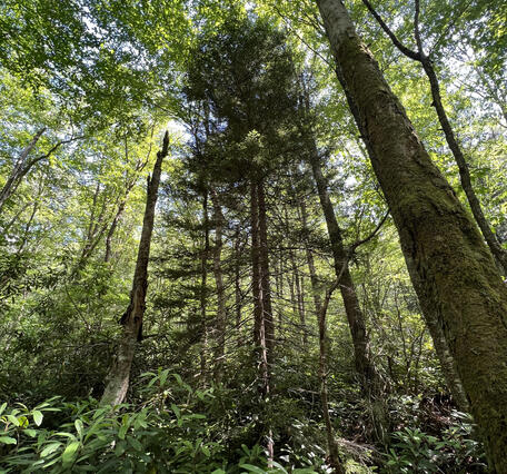 Hardwood canopy dominating above the red spruce