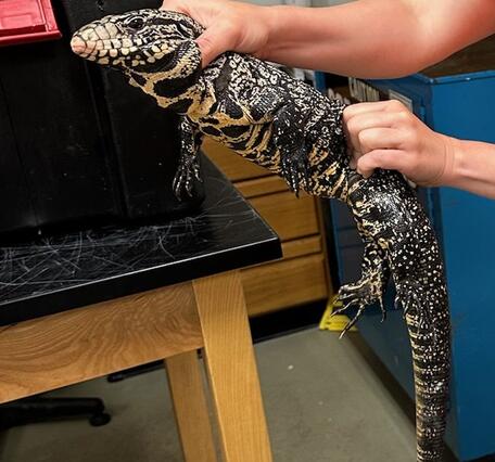 two hands hold up a large black and white spotted lizard, with tables and lab equipment in the background