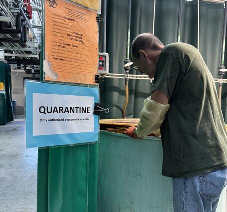 Scientist, Paul Hershberger, leans over a green tank of fish in the Seattle wet lab