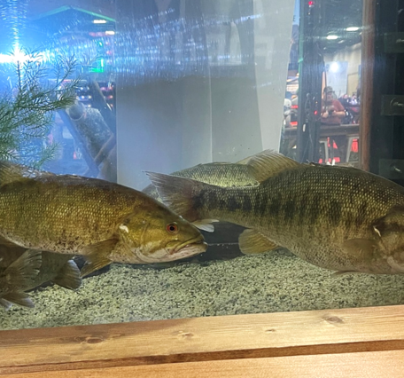 Two black bass (Micropterus spp.) caught during the 2026 Bassmaster Classic in Knoxville, TN held on the Tennessee River. The fish on the left is a smallmouth bass, the fish on the right is what is known by bass anglers as a “meanmouth,” which is a hybrid between Alabama bass (M. henshalli) and smallmouth bass (M. dolomieu).  Tom Miles, TTU PhD student