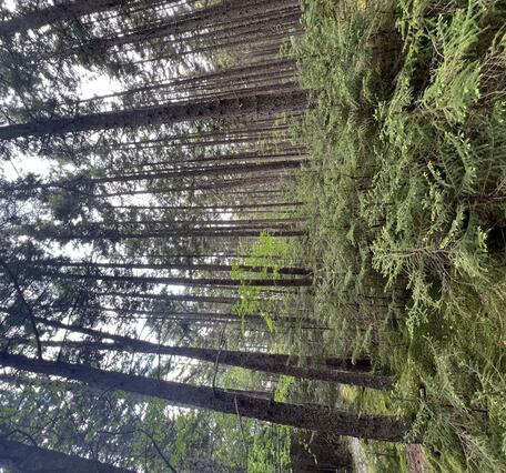 Red spruce forest stand and understory vegetation