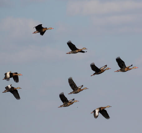 flock of ducks flying in the sky