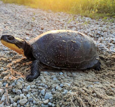 Close-up of turtle 